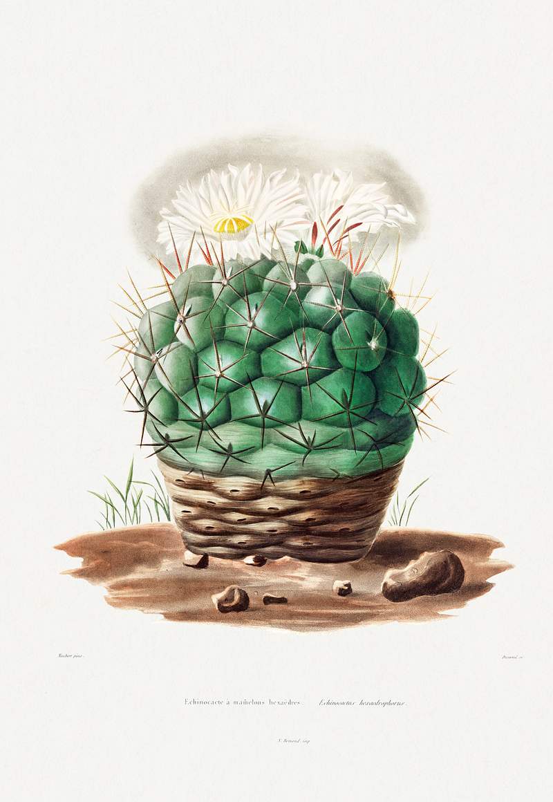 Echinocactus Hexaedrophorus from Iconographie descriptive des cactées by Charles Antoine Lemaire (1801–1871). Original…