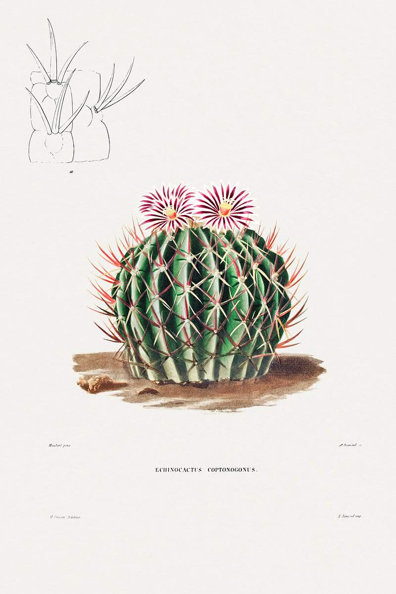 Echinocactus Coptonogonus from Iconographie descriptive des cactées by Charles Antoine Lemaire (1801–1871). Original…