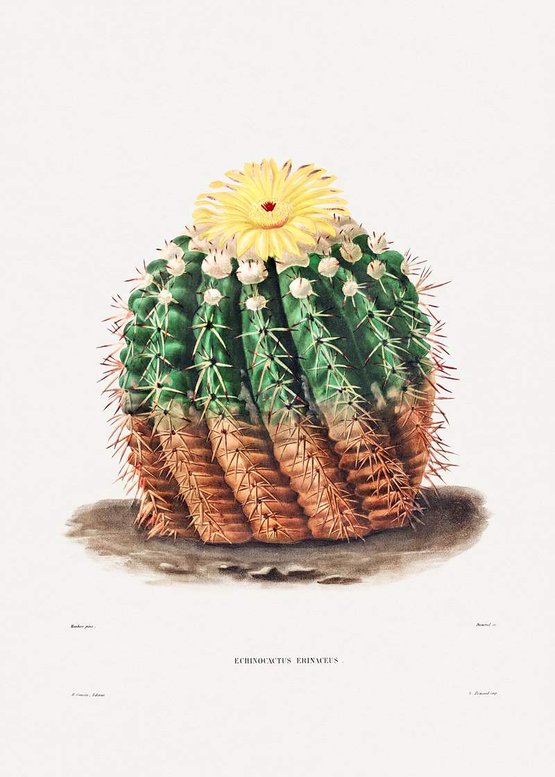 Golden Barrel Cactus (Echinocactus rinaceus) from Iconographie descriptive des cactées by Charles Antoine Lemaire…