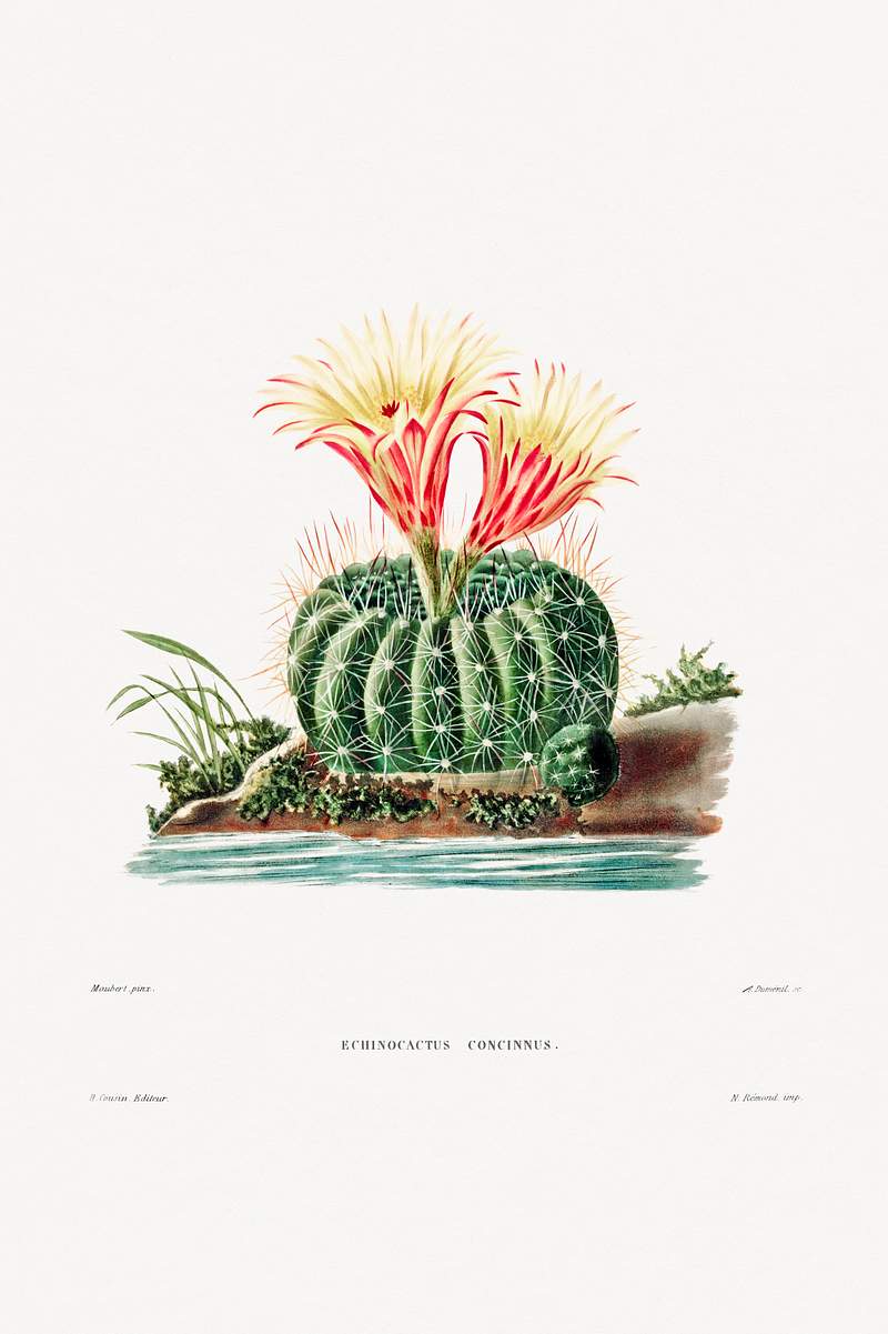 Sun Cup Cactus (Echinocactus Concinnus) from Iconographie descriptive des cactées by Charles Antoine Lemaire…