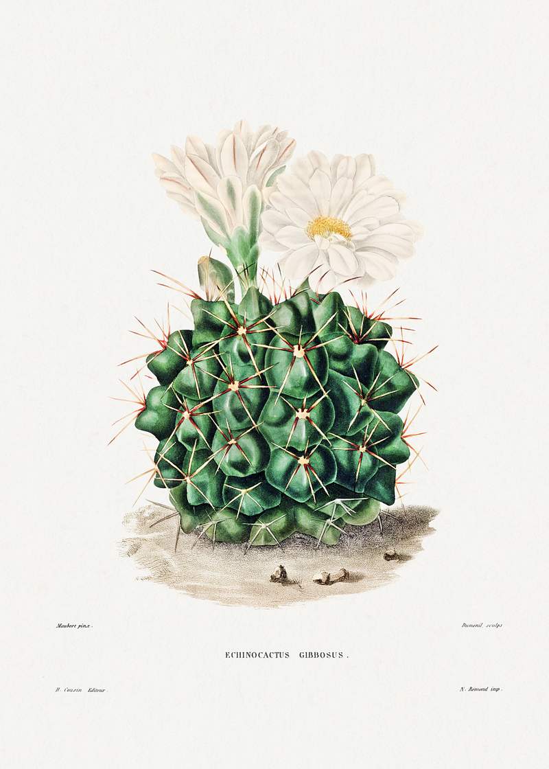 Black Chin Cactus (Echinocactus Gibbosus) from Iconographie descriptive des cactées by Charles Antoine Lemaire…