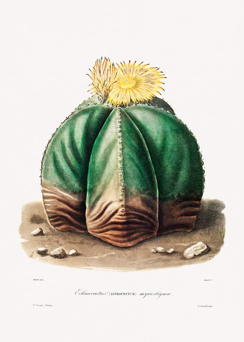 Bishop's Cap Cactus (Astrophytum Myriostigma) from Iconographie descriptive des cactées by Charles Antoine Lemaire…