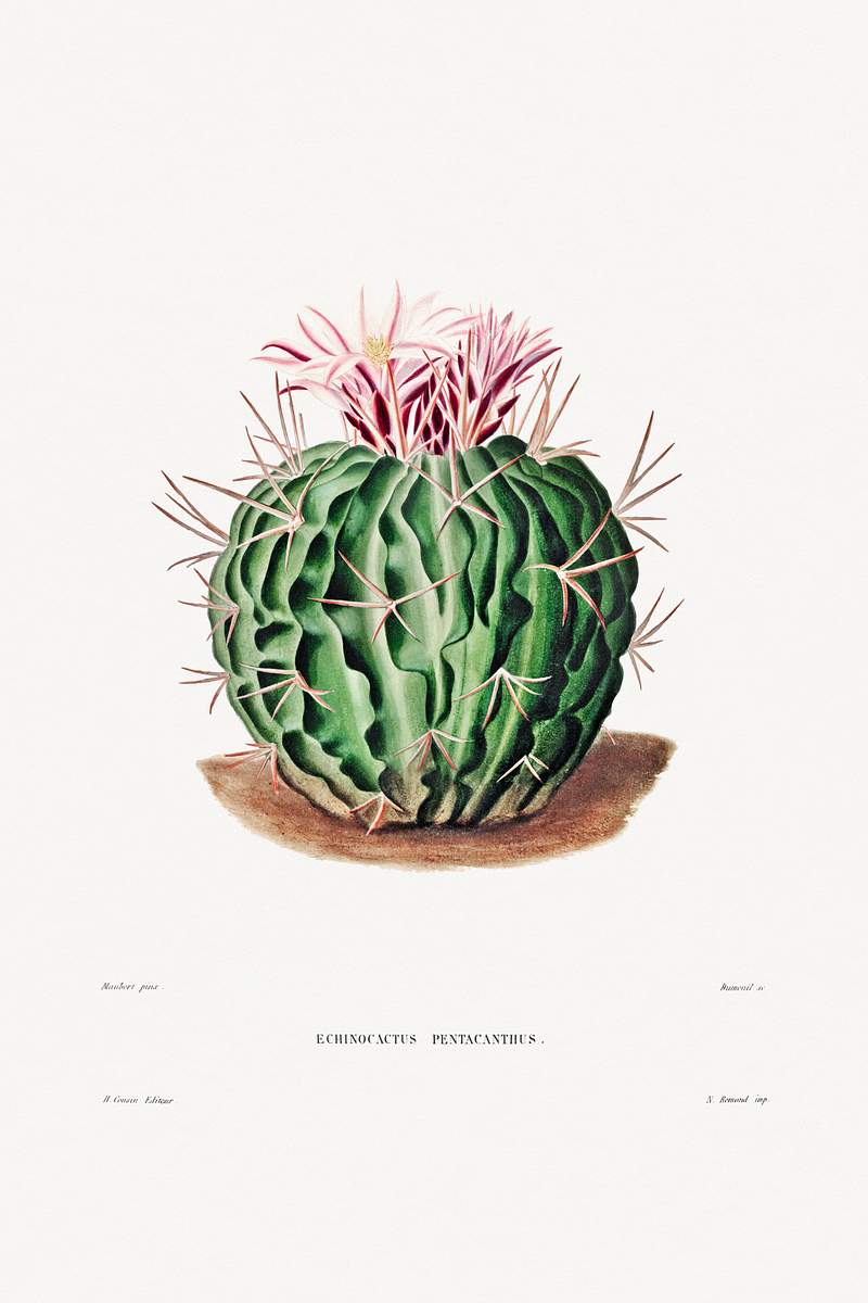 Echinocactus Pentacanthus from Iconographie descriptive des cactées by Charles Antoine Lemaire (1801–1871). Original…
