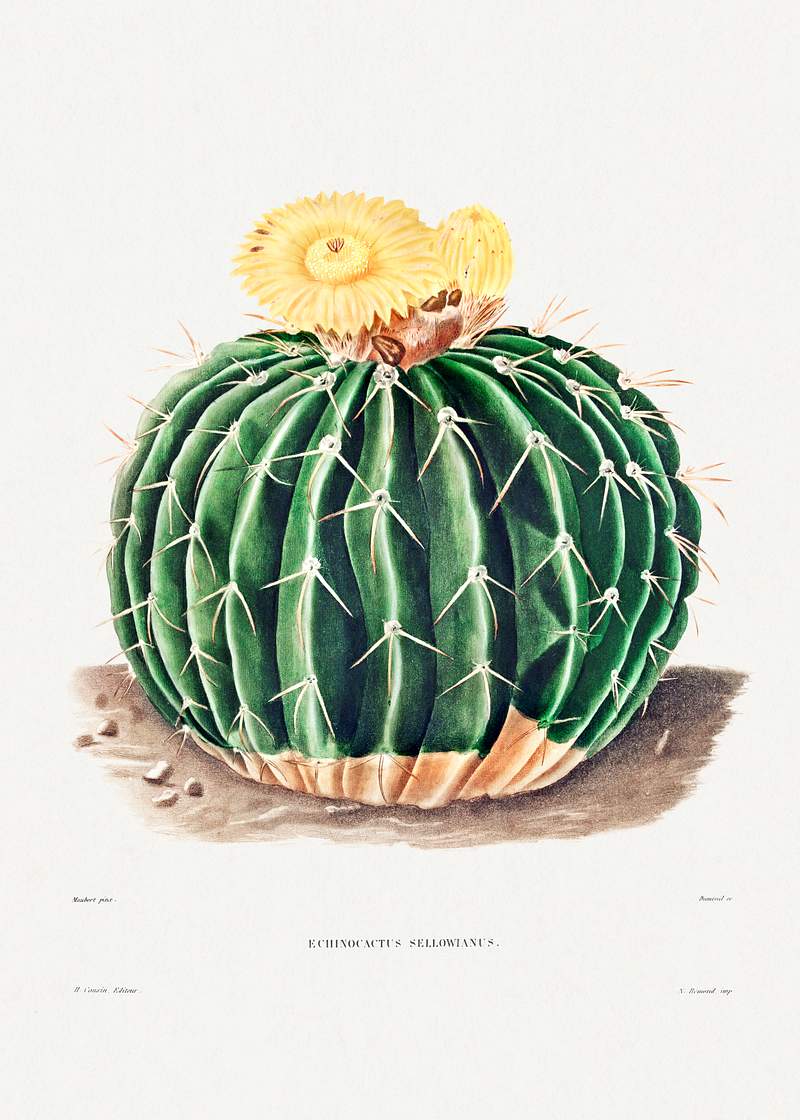 Parodia Sellowii (Echinocactus Sellowianus) from Iconographie descriptive des cactées by Charles Antoine Lemaire…