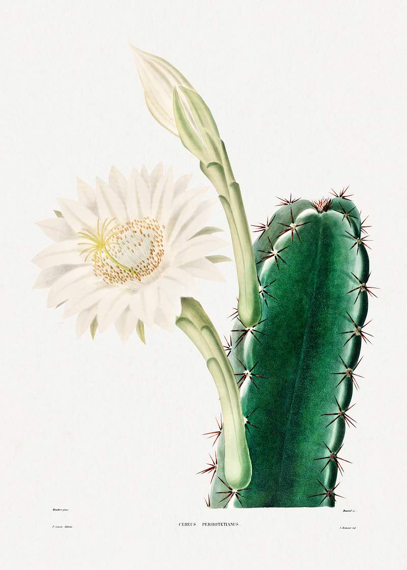 Lady of the Night Cactus (Cereus Perrotetianus) from Iconographie descriptive des cactées by Charles Antoine Lemaire…