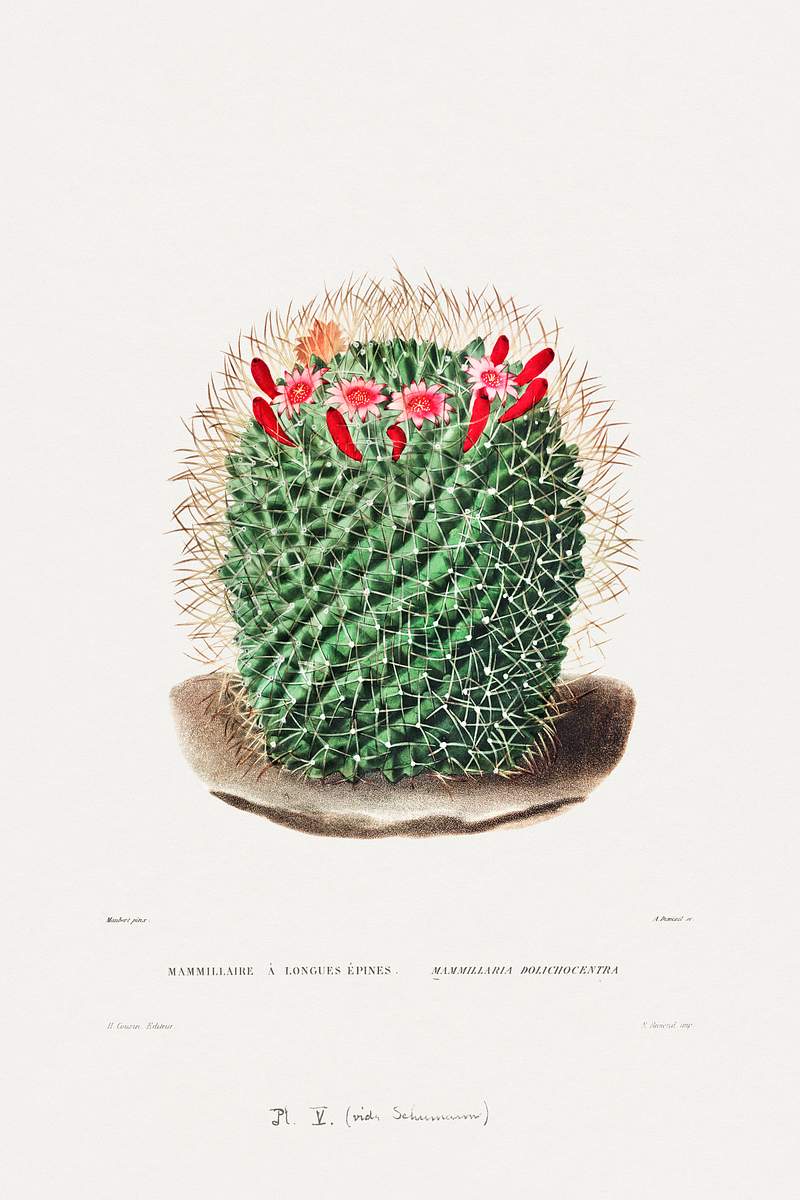 Pincushion Cactus (Mammillaria Dolichocentra) from Iconographie descriptive des cactées by Charles Antoine Lemaire…