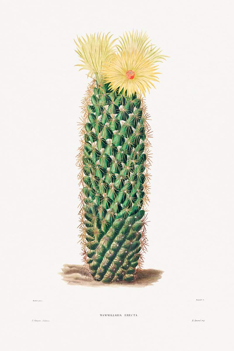 Hedgehog Cactus (Mammillaria Erecta) from Iconographie descriptive des cactées by Charles Antoine Lemaire (1801–1871).…