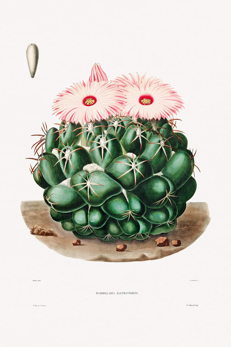 Elephant's Tooth Cactus (Mammillaria Elephantidens) from Iconographie descriptive des cactées by Charles Antoine Lemaire…