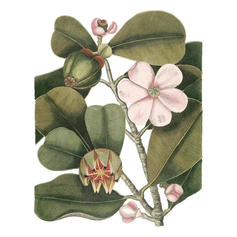 Vintage nature illustration Vintage nature illustration