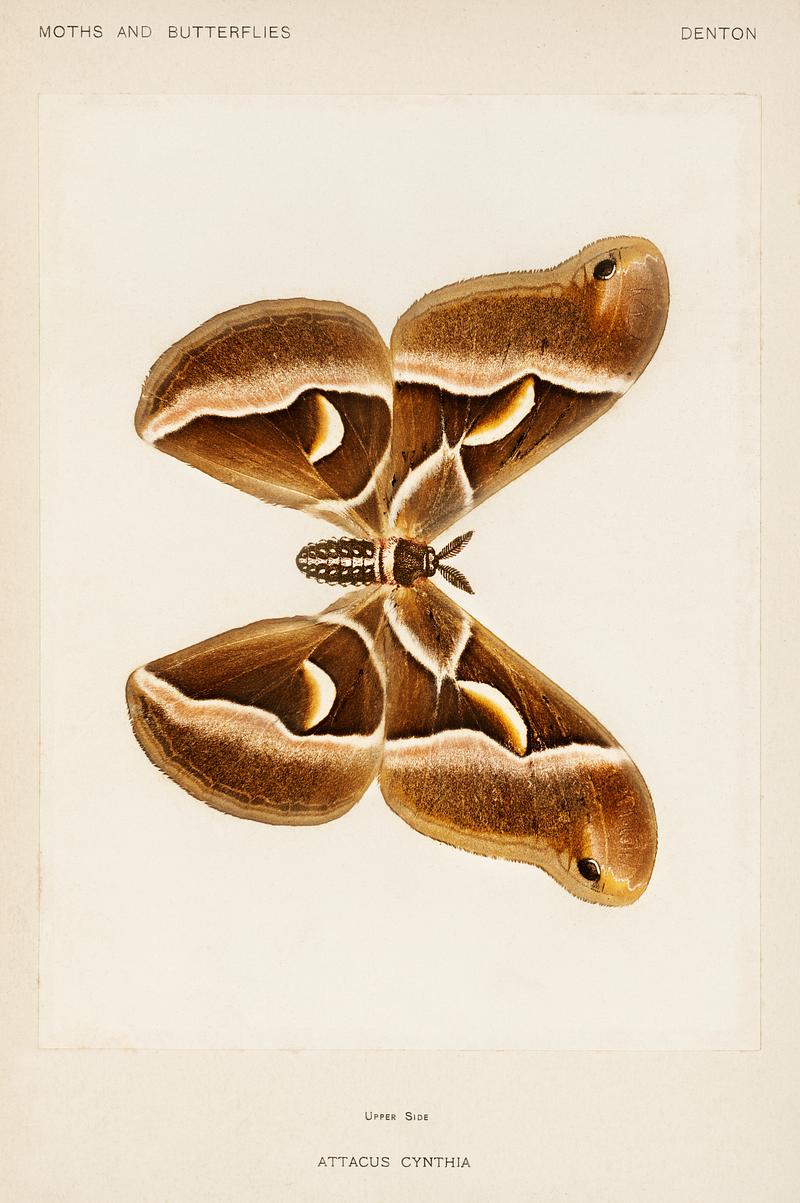 Ailanthus Silkmoth (Attacus Cynthia) from Moths and Butterflies of the United States (1900) by Sherman F. Denton (1856-1937). Digitally enhanced from our own publication. Ailanthus Silkmoth (Attacus Cynthia) from Moths and Butterflies of the United States (1900) by Sherman F. Denton (1856-1937).…