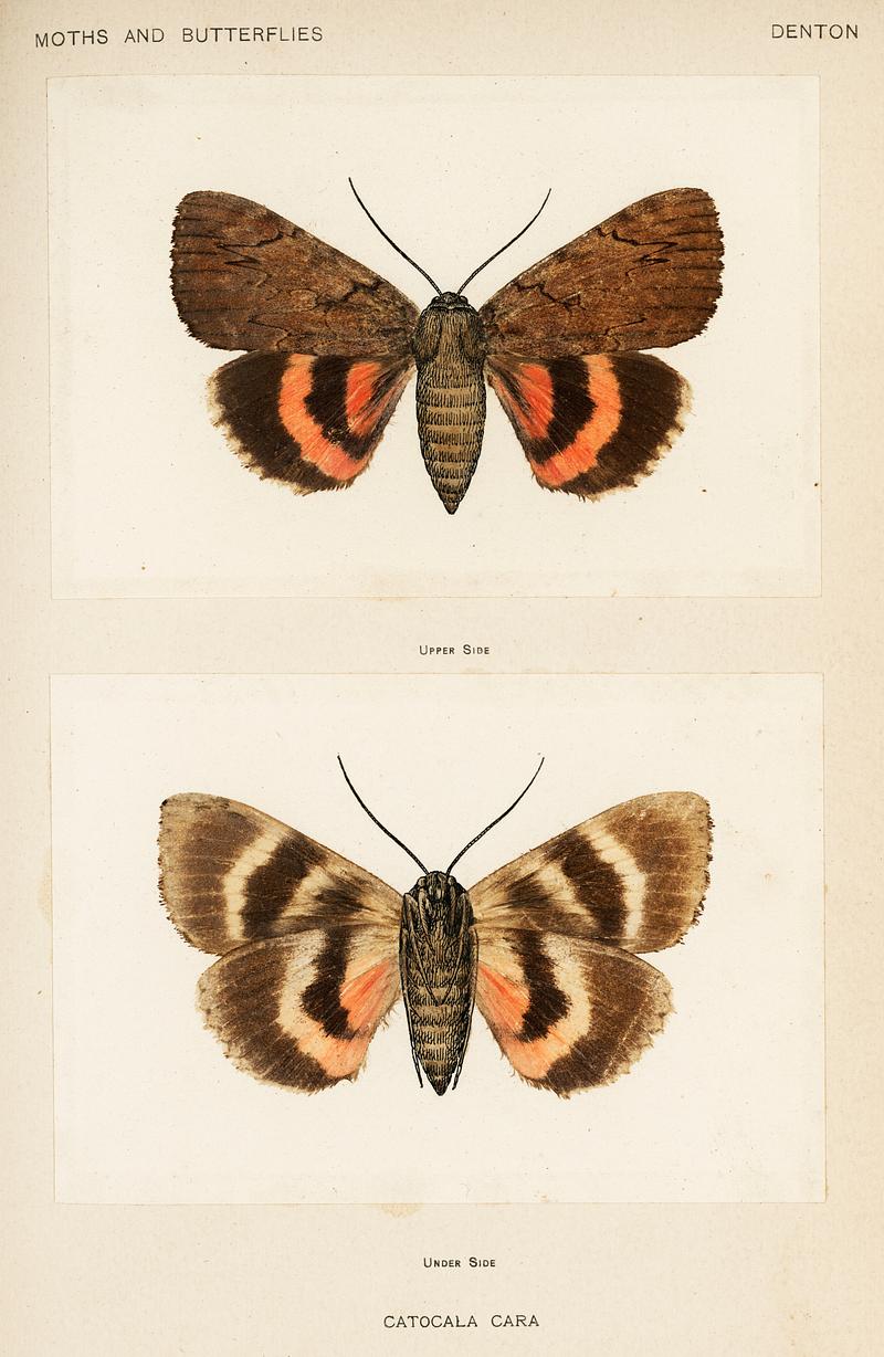 Darling Underwing (Catocala Cara) and under side from Moths and Butterflies of the United States (1900) by Sherman F. Denton (1856-1937). Digitally enhanced from our own publication. Darling Underwing (Catocala Cara) and under side from Moths and Butterflies of the United States (1900) by Sherman F. Denton…