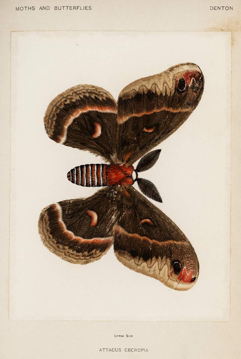 Cecropia Moth (Attacus Cecropia) from Moths and Butterflies of the United States (1900) by Sherman F. Denton (1856-1937).…
