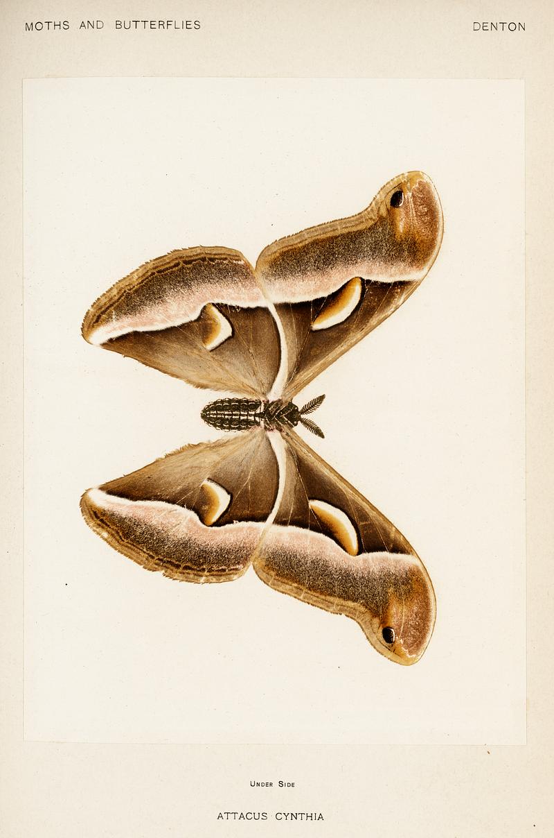 Ailanthus Silkmoth (Attacus Cynthia) from Moths and Butterflies of the United States (1900) by Sherman F. Denton (1856-1937). Digitally enhanced from our own publication. Ailanthus Silkmoth (Attacus Cynthia) from Moths and Butterflies of the United States (1900) by Sherman F. Denton (1856-1937).…