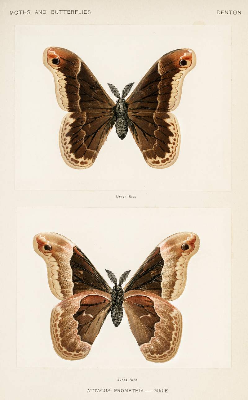 Promethea Silkmoth - Male (Attacus Promethia) from Moths and Butterflies of the United States (1900) by Sherman F. Denton…