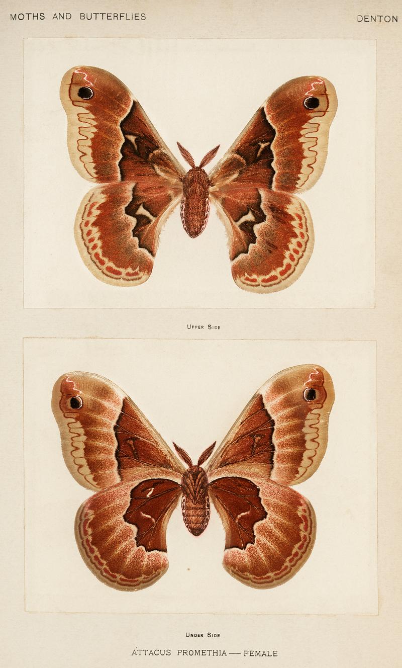 Promethea Silkmoth Promethea Silkmoth - Female (Attacus Promethia) from Moths and Butterflies of the United States (1900) by Sherman F. Denton…