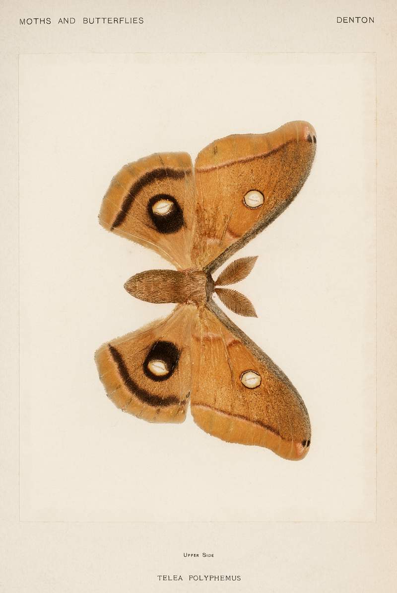 Polyphemus Moth (Telea Polyphemus) from Moths and Butterflies of the United States (1900) by Sherman F. Denton (1856-1937).…