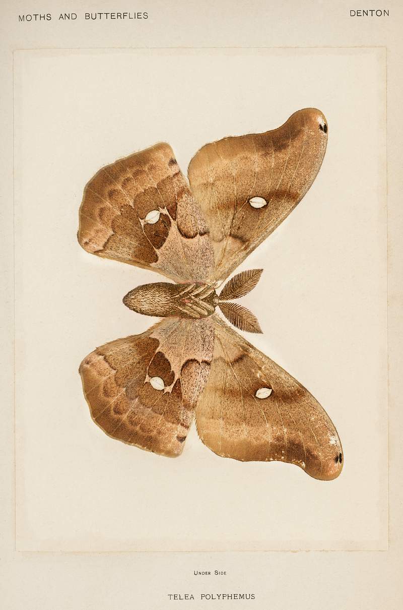 Polyphemus Moth (Telea Polyphemus) from Moths and Butterflies of the United States (1900) by Sherman F. Denton (1856-1937).…