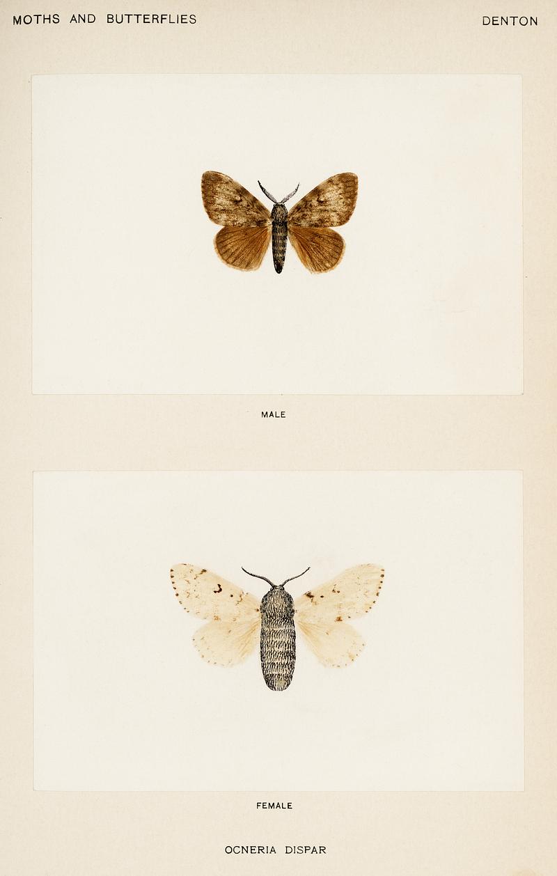 Gypsy Moth - Male, Female (Ocneria Dispar) from Moths and Butterflies of the United States (1900) by Sherman F. Denton (1856-1937). Digitally enhanced from our own publication. Gypsy Moth - Male, Female (Ocneria Dispar) from Moths and Butterflies of the United States (1900) by Sherman F. Denton (1856…