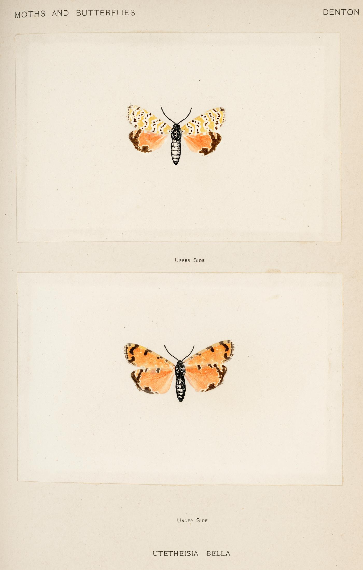Bella Moth (Utetheisia Bella) from Moths and butterflies of the United States (1900) by Sherman F. Denton (1856-1937).... Bella Moth (Utetheisia Bella) from Moths and butterflies of the United States (1900) by Sherman F. Denton (1856-1937)....