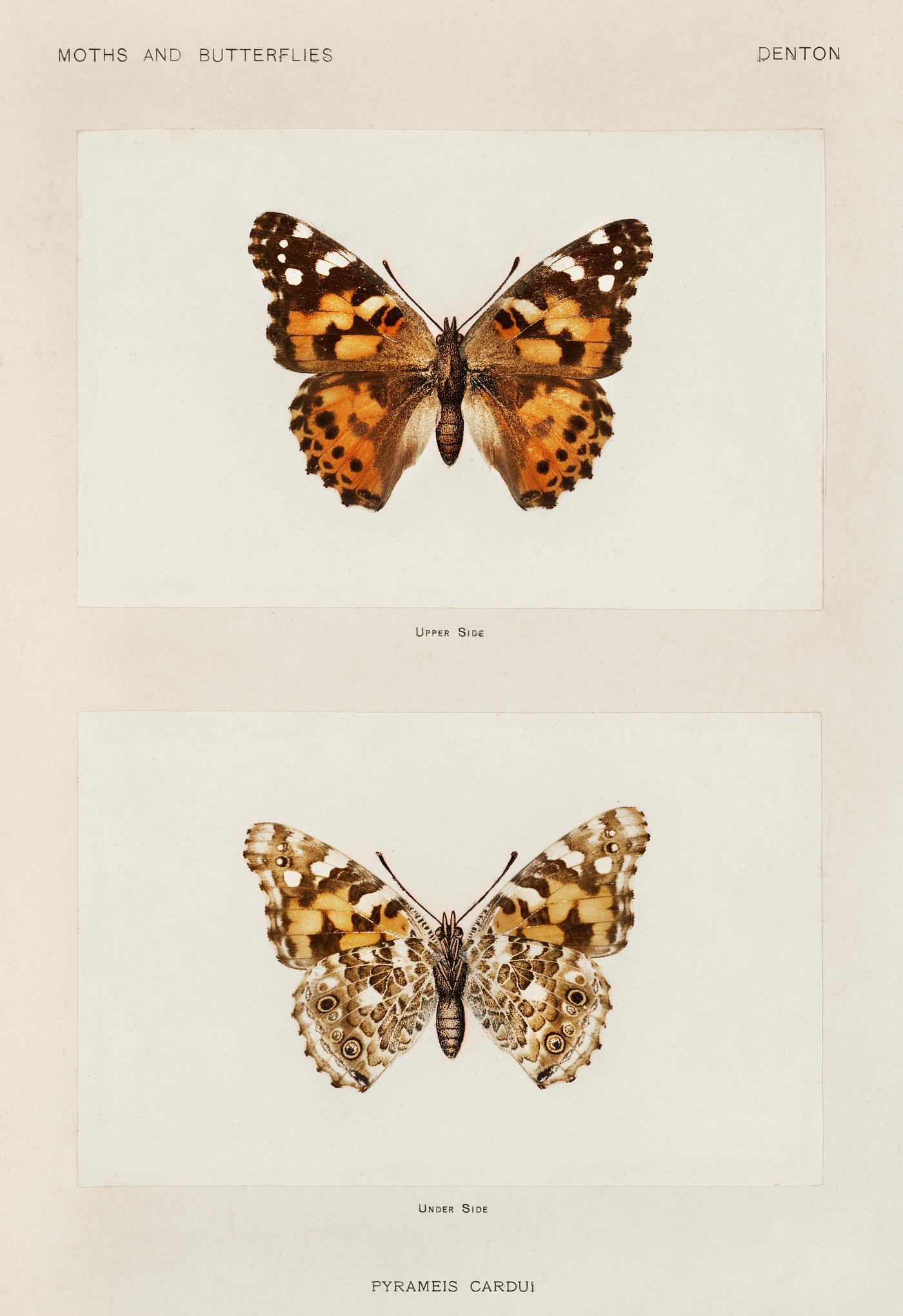 Painted Lady (Pyrameis Cardui) from Moths and butterflies of the United States (1900) by Sherman F. Denton (1856-1937).... Painted Lady (Pyrameis Cardui) from Moths and butterflies of the United States (1900) by Sherman F. Denton (1856-1937)....