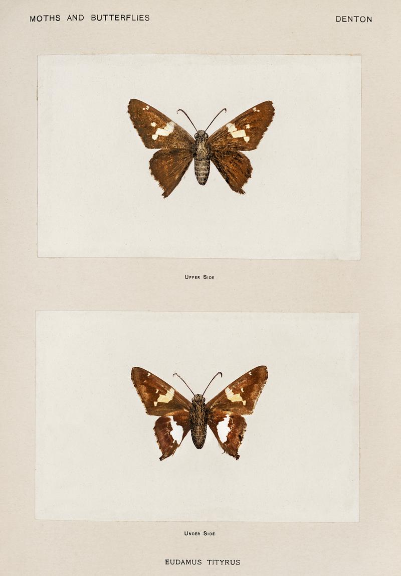 Silver-spotted Skipper (Eudamus Tityrus) from Moths and butterflies of the United States (1900) by Sherman F. Denton (1856-1937). Digitally enhanced from our own publication. Silver-spotted Skipper (Eudamus Tityrus) from Moths and butterflies of the United States (1900) by Sherman F. Denton (1856…