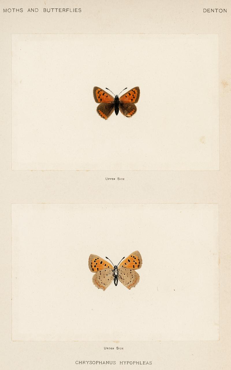 American copper (Chrysophanus Hypopleas) from Moths and butterflies of the United States (1900) by Sherman F. Denton (1856-1937). Digitally enhanced from our own publication. American copper (Chrysophanus Hypopleas) from Moths and butterflies of the United States (1900) by Sherman F. Denton (1856…