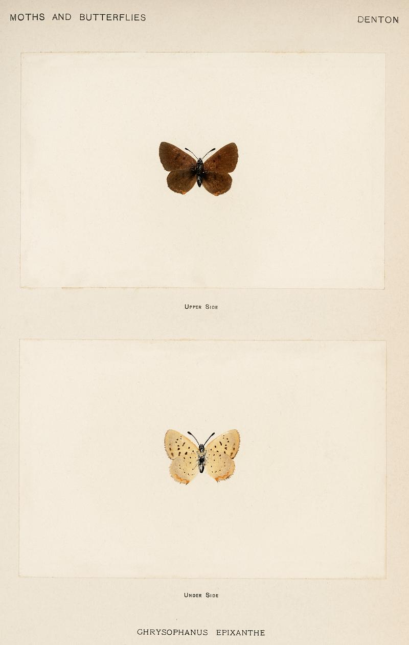 Bog Copper (Chrysophanus Epixanthe) from Moths and butterflies of the United States (1900) by Sherman F. Denton (1856-1937). Digitally enhanced from our own publication. Bog Copper (Chrysophanus Epixanthe) from Moths and butterflies of the United States (1900) by Sherman F. Denton (1856-1937).…