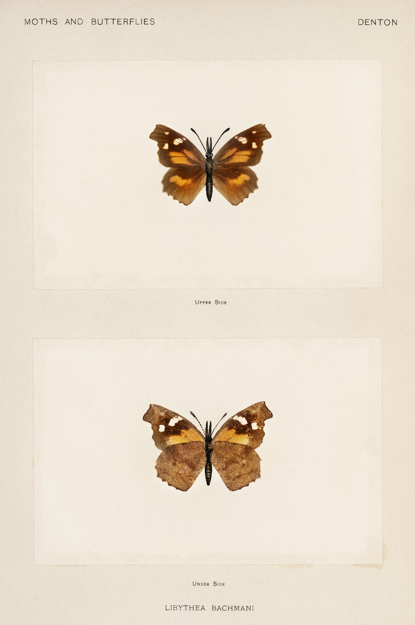 Snout Butterfly (Libythea Bachmani) from Moths and butterflies of the United States (1900) by Sherman F. Denton (1856-1937... Snout Butterfly (Libythea Bachmani) from Moths and butterflies of the United States (1900) by Sherman F. Denton (1856-1937...