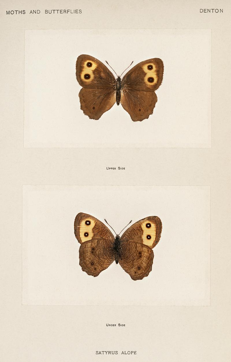 Wood-nymph (Satyrus Alope) from Moths and butterflies of the United States (1900) by Sherman F. Denton (1856-1937). Digitally enhanced from our own publication. Wood-nymph (Satyrus Alope) from Moths and butterflies of the United States (1900) by Sherman F. Denton (1856-1937). Digitally…