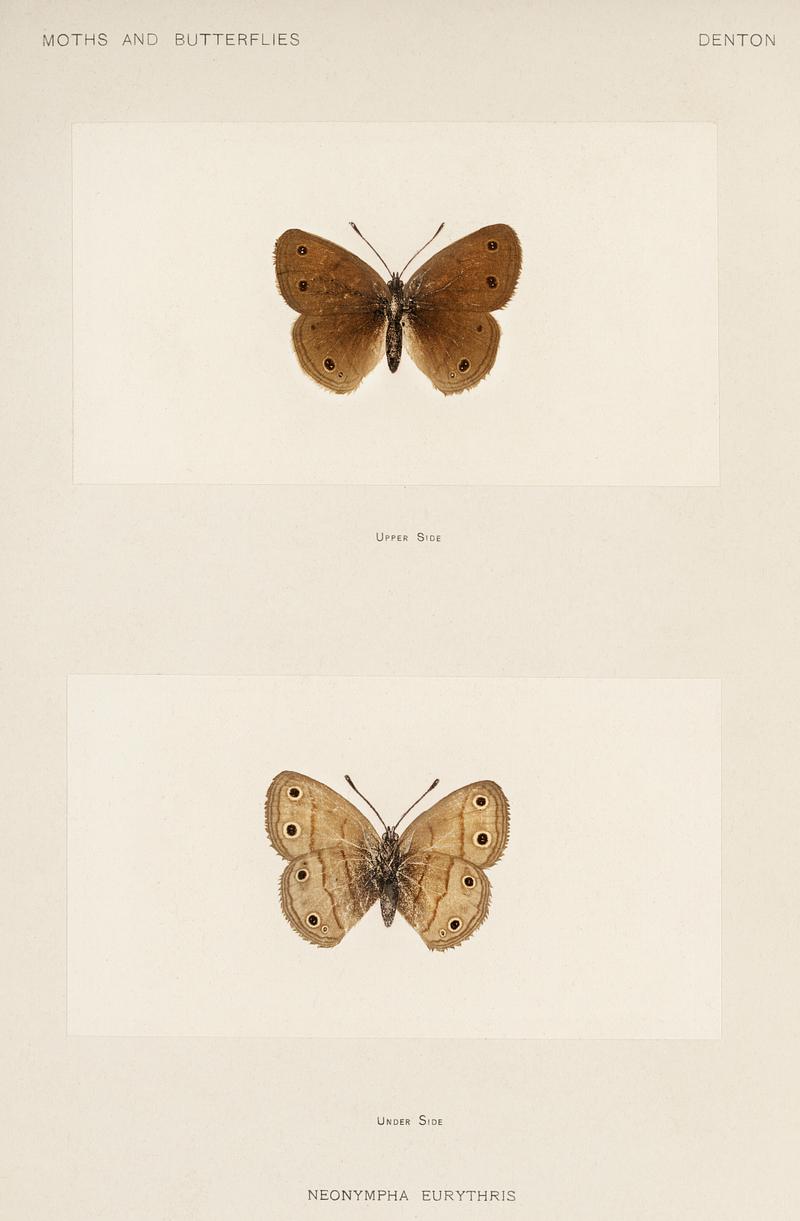 Wood Satyrus (Neonympha Eurythris) from Moths and butterflies of the United States (1900) by Sherman F. Denton (1856-1937). Digitally enhanced from our own publication. Wood Satyrus (Neonympha Eurythris) from Moths and butterflies of the United States (1900) by Sherman F. Denton (1856-1937).…