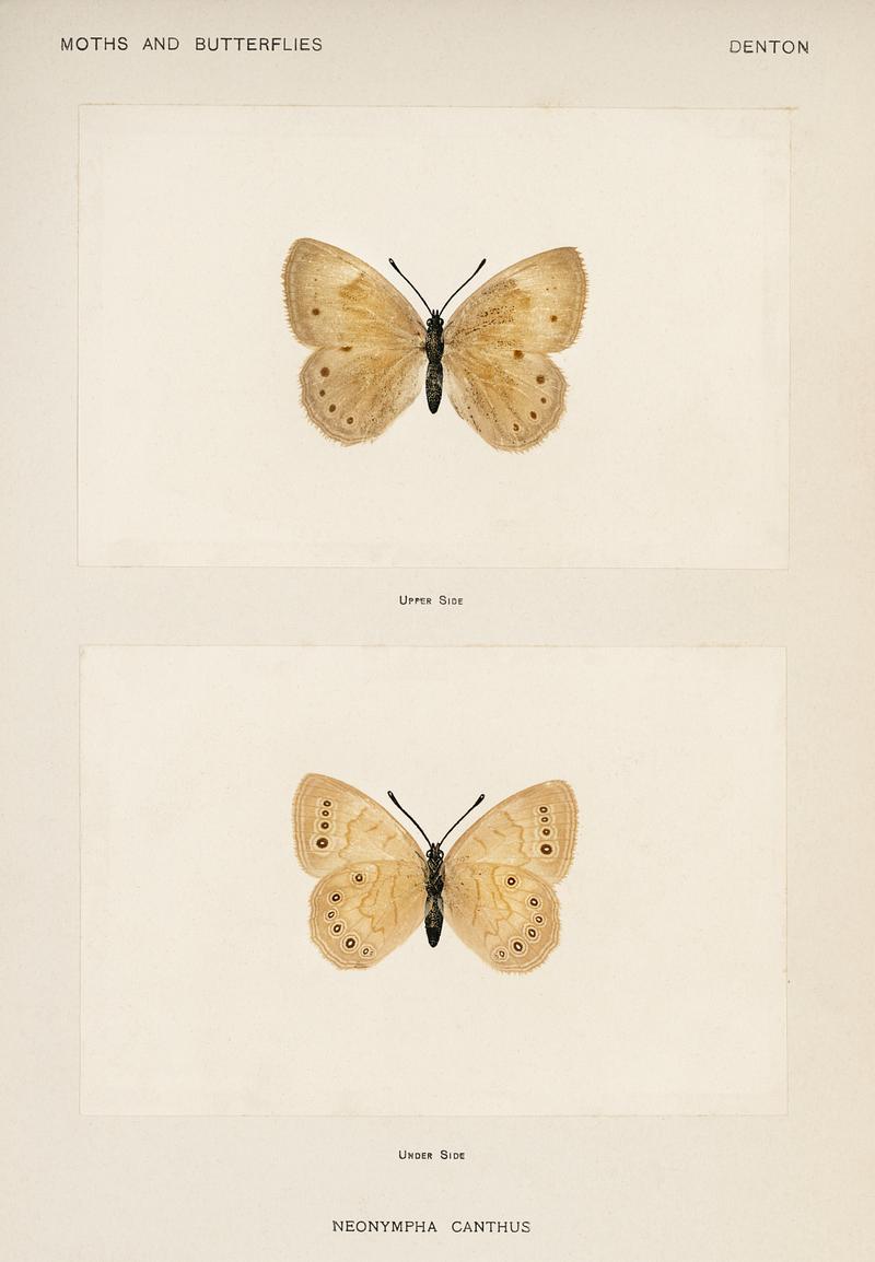 Eyed Brown Butterfly (Neonympha Canthus) from Moths and Butterflies of the United States (1900) by Sherman F. Denton (1856-1937). Digitally enhanced from our own publication. Eyed Brown Butterfly (Neonympha Canthus) from Moths and Butterflies of the United States (1900) by Sherman F. Denton (1856…