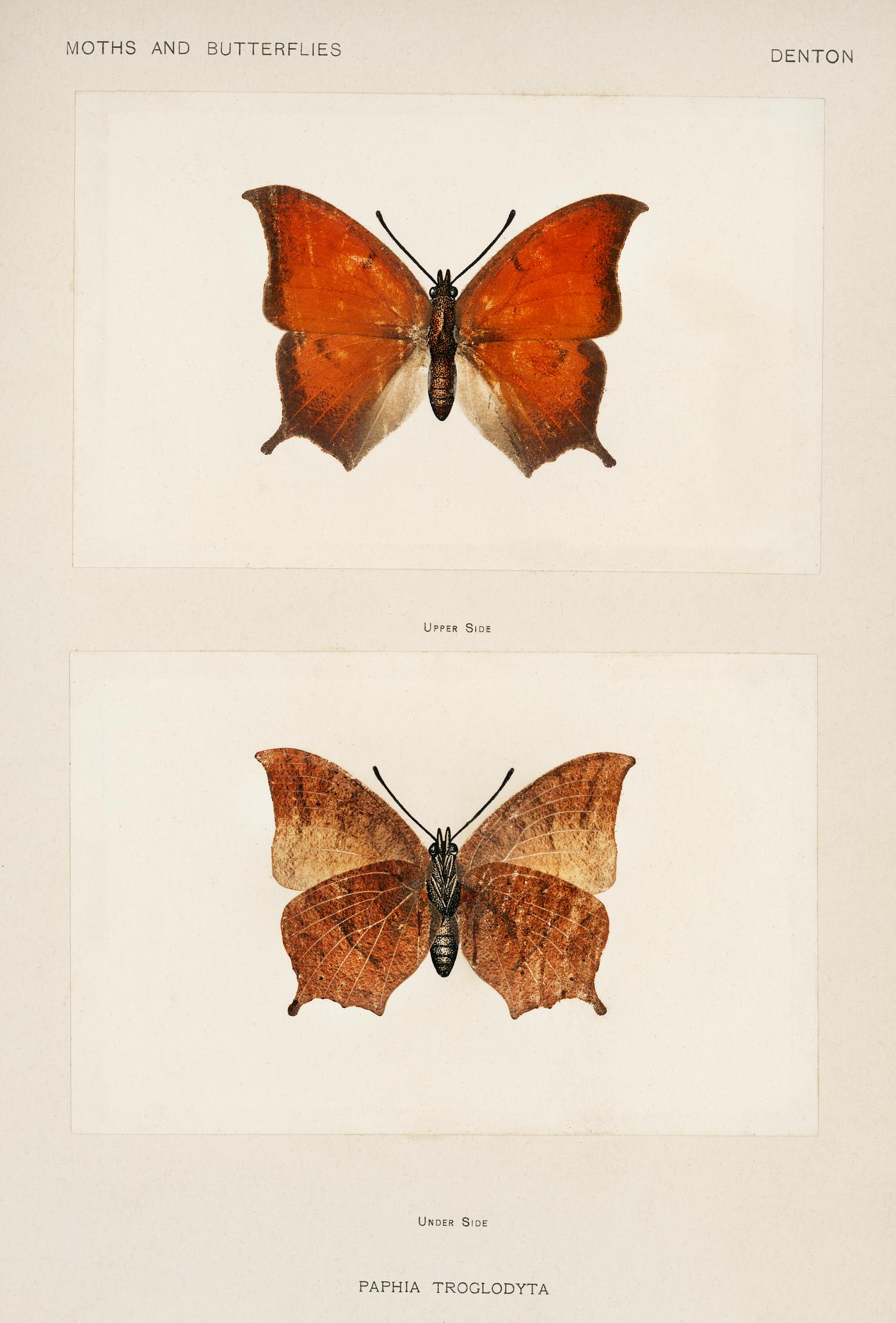 Tropical Leafwing (Paphia Troglodyta) from Moths and butterflies of the United States (1900) by Sherman F. Denton (1856-1937... Tropical Leafwing (Paphia Troglodyta) from Moths and butterflies of the United States (1900) by Sherman F. Denton (1856-1937...