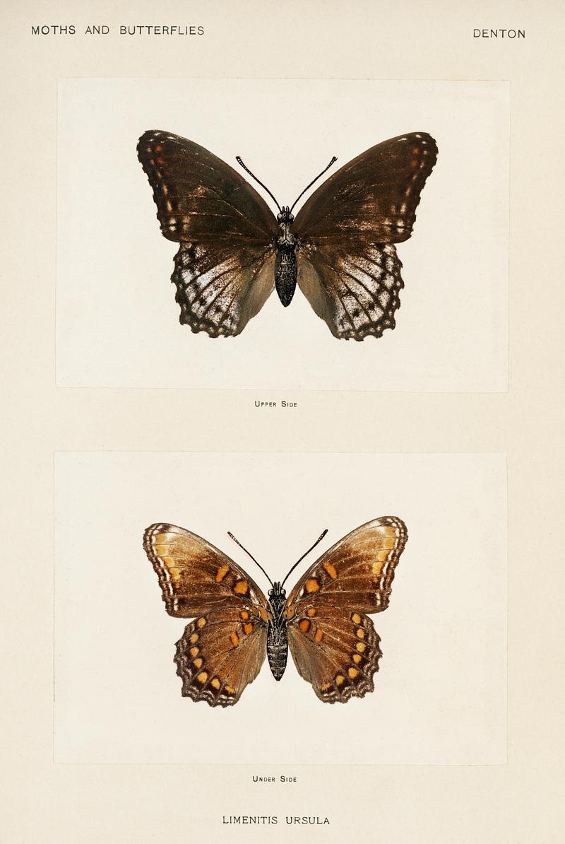 Red-spotted Purple (Limenitis Ursula) from Moths and butterflies of the United States (1900) by Sherman F. Denton (1856-1937). Digitally enhanced from our own publication. Red-spotted Purple (Limenitis Ursula) from Moths and butterflies of the United States (1900) by Sherman F. Denton (1856…