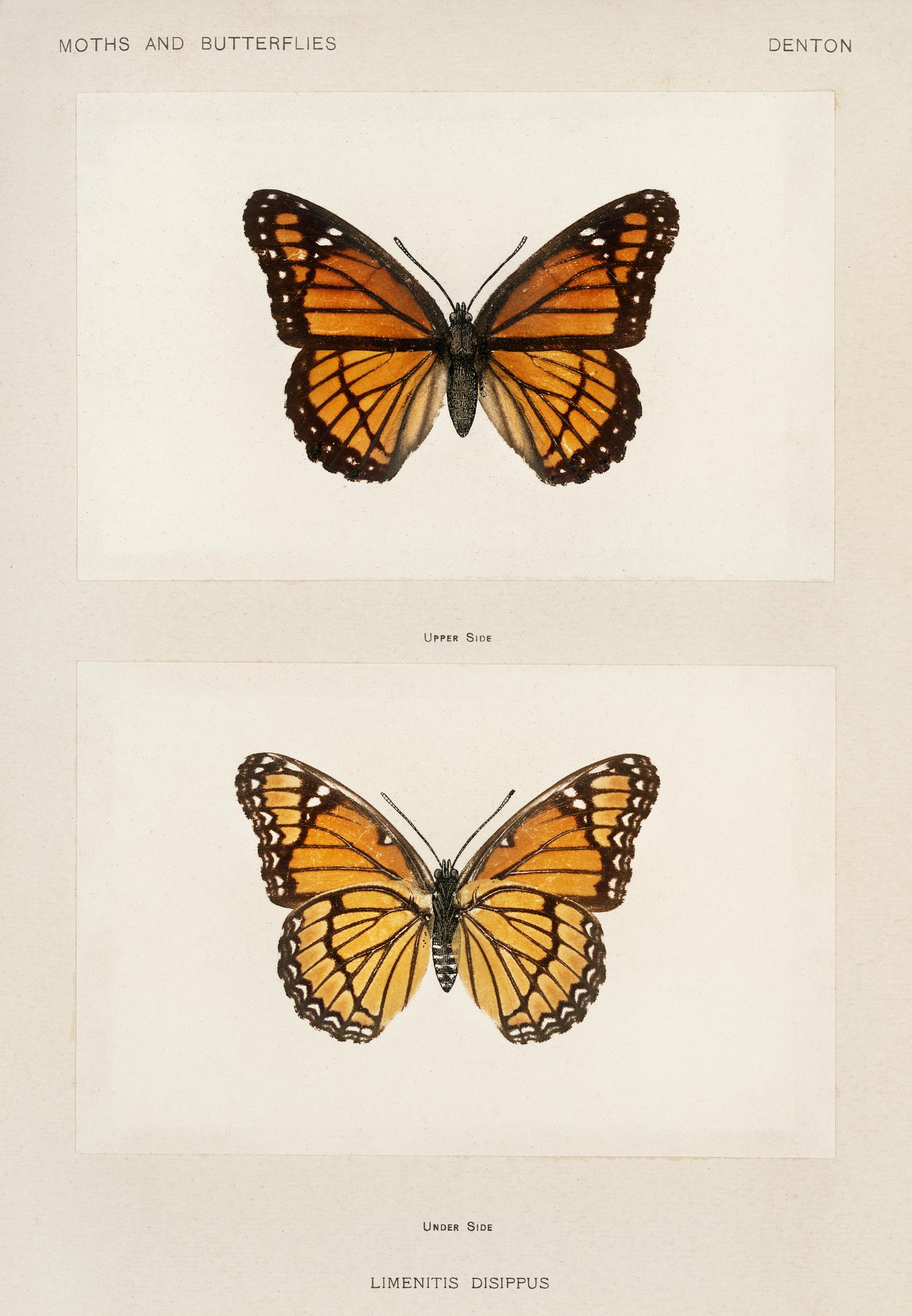 Viceroy (Limenitis Disippus) from Moths and butterflies of the United States (1900) by Sherman F. Denton (1856-1937).... Viceroy (Limenitis Disippus) from Moths and butterflies of the United States (1900) by Sherman F. Denton (1856-1937)....