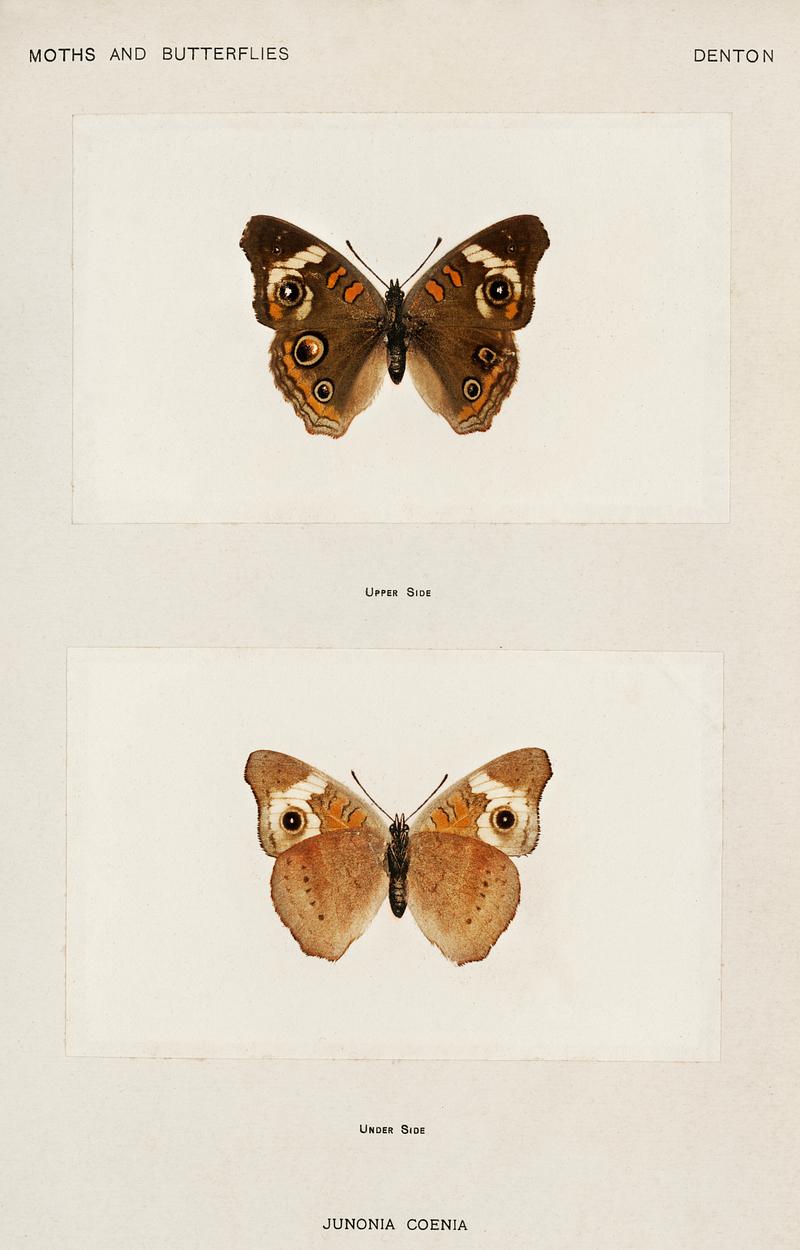 Buckeye (Junonia Coenia) from Moths and butterflies of the United States (1900) by Sherman F. Denton (1856-1937). Digitally enhanced from our own publication. Buckeye (Junonia Coenia) from Moths and butterflies of the United States (1900) by Sherman F. Denton (1856-1937). Digitally…