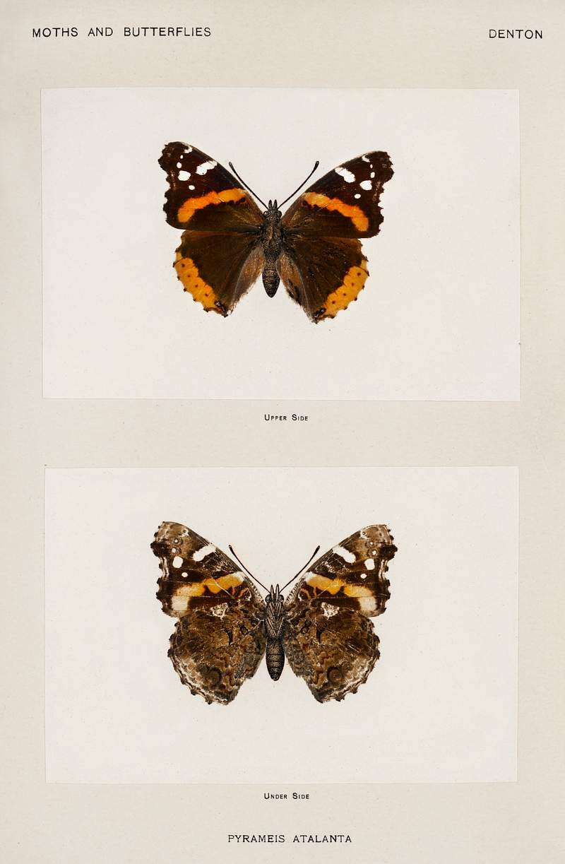 Red Admiral (Pyrameis Atalanta) from Moths and butterflies of the United States (1900) by Sherman F. Denton (1856-1937).…