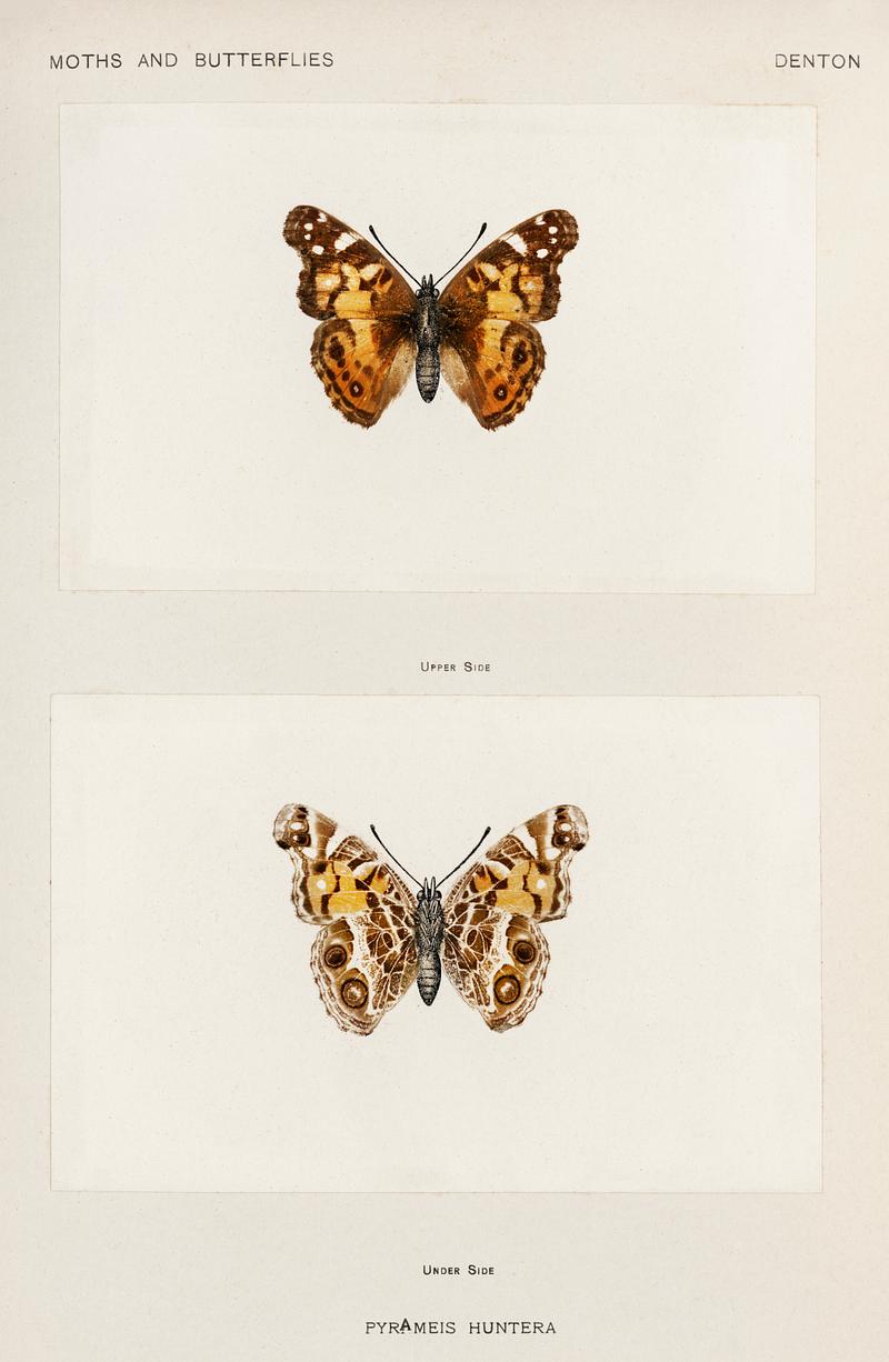 Pyrameis Huntera (Brazilian painted lady) from Moths and butterflies of the United States (1900) by Sherman F. Denton (1856-1937). Digitally enhanced from our own publication. Pyrameis Huntera (Brazilian painted lady) from Moths and butterflies of the United States (1900) by Sherman F. Denton (1856…