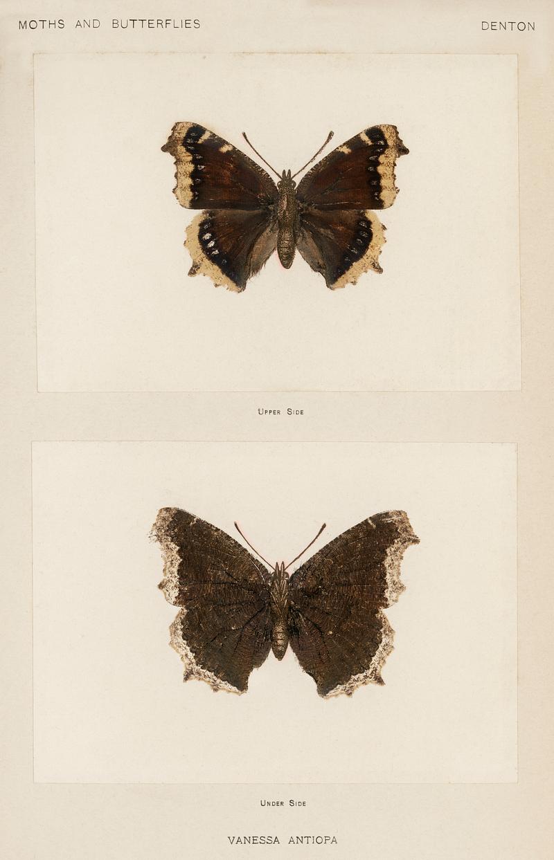 Mourning Cloak (Vanessa Antiopa) from Moths and butterflies of the United States (1900) by Sherman F. Denton (1856-1937). Digitally enhanced from our own publication. Mourning Cloak (Vanessa Antiopa) from Moths and butterflies of the United States (1900) by Sherman F. Denton (1856-1937).…