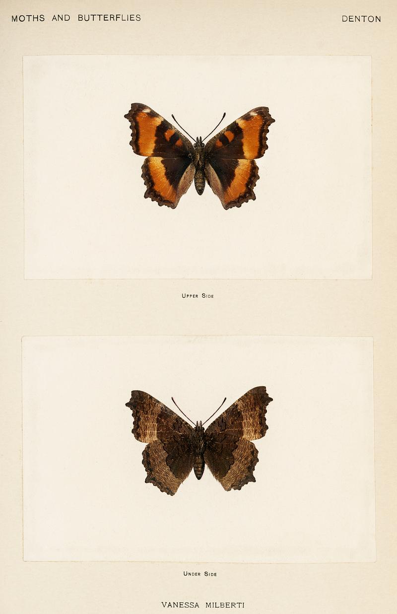 Fire-rim Tortoiseshell (Vanessa Milberti) from Moths and butterflies of the United States (1900) by Sherman F. Denton (1856-1937). Digitally enhanced from our own publication. Fire-rim Tortoiseshell (Vanessa Milberti) from Moths and butterflies of the United States (1900) by Sherman F. Denton (1856…