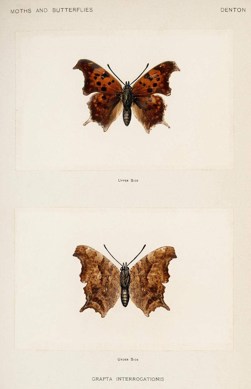 Question Mark (Grapta Interrogationis) from Moths and butterflies of the United States (1900) by Sherman F. Denton (1856-1937). Digitally enhanced from our own publication. Question Mark (Grapta Interrogationis) from Moths and butterflies of the United States (1900) by Sherman F. Denton (1856…