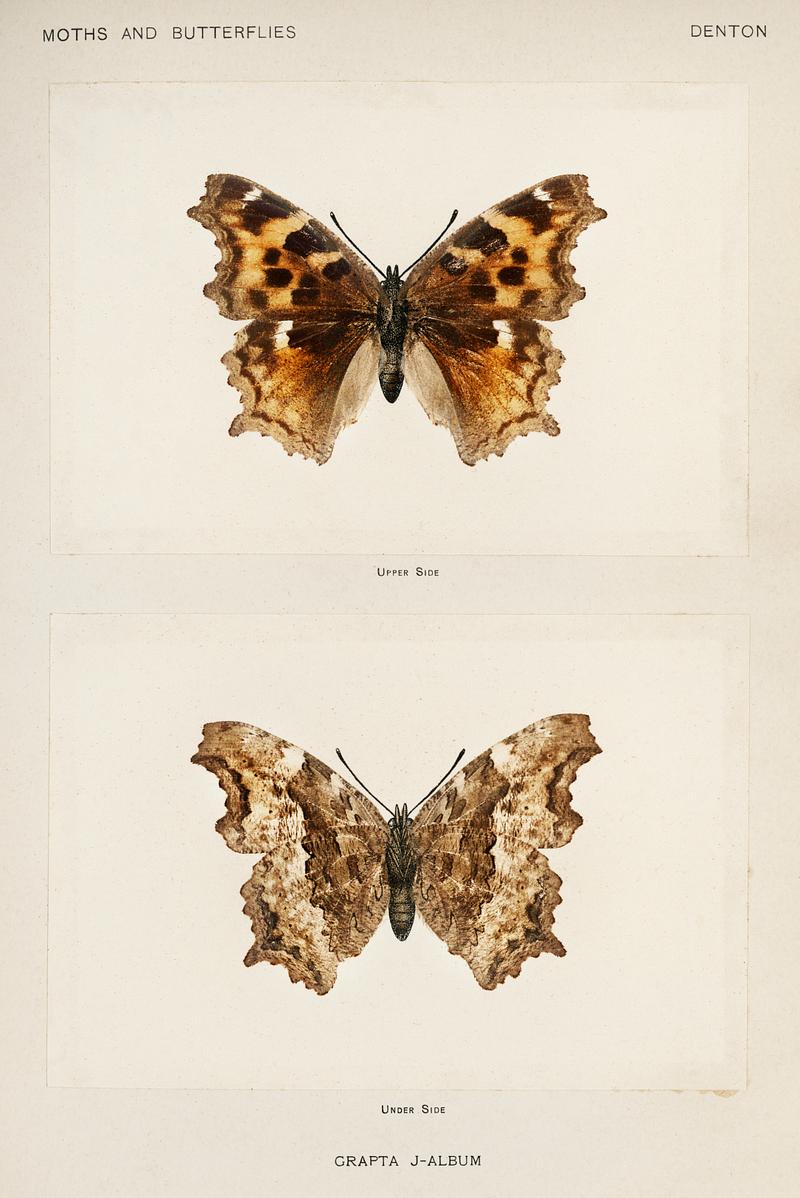 Compton Tortoiseshell (Grapta J-Album) from Moths and butterflies of the United States (1900) by Sherman F. Denton (1856-1937). Digitally enhanced from our own publication. Compton Tortoiseshell (Grapta J-Album) from Moths and butterflies of the United States (1900) by Sherman F. Denton (1856…