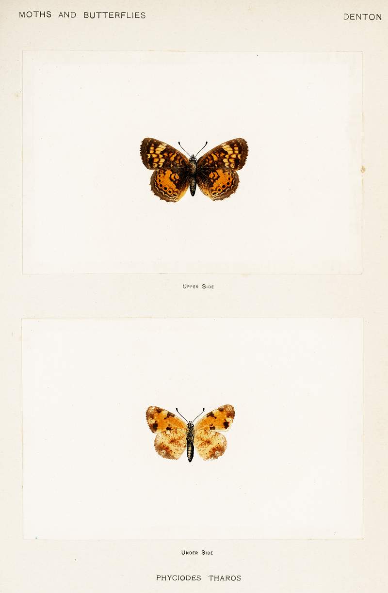 Pearl Crescent (Phyciodes Tharos) from Moths and butterflies of the United States (1900) by Sherman F. Denton (1856-1937).…