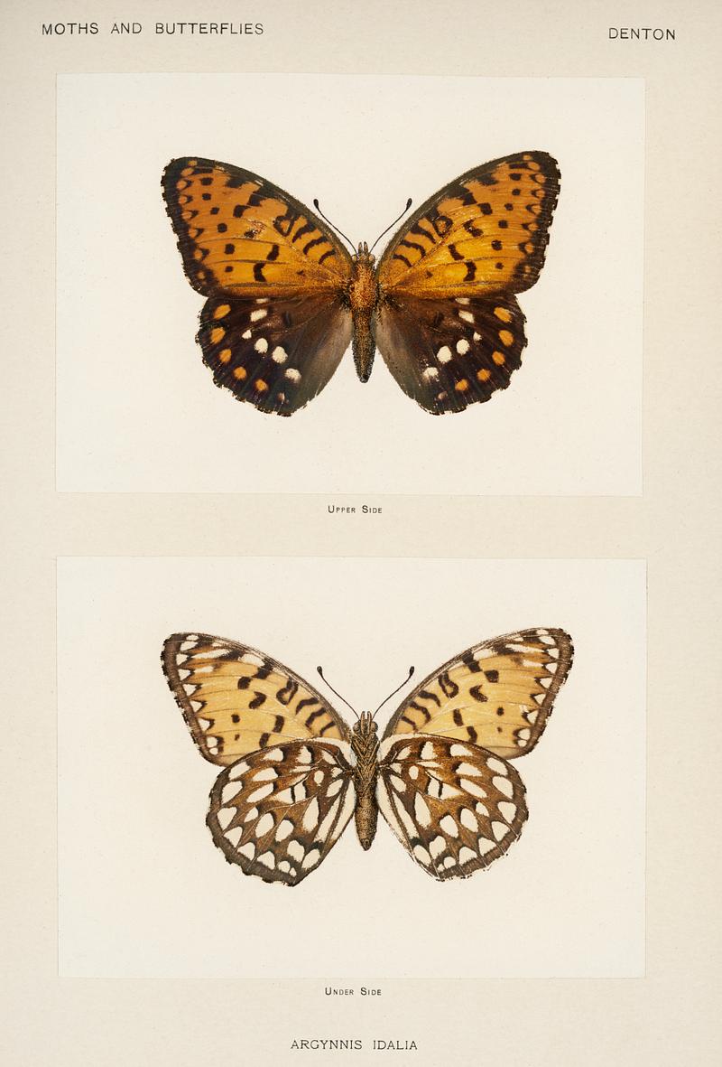 Regal Fritillary (Argynnis Idalia) from Moths and butterflies of the United States (1900) by Sherman F. Denton (1856-1937). Digitally enhanced from our own publication. Regal Fritillary (Argynnis Idalia) from Moths and butterflies of the United States (1900) by Sherman F. Denton (1856-1937).…