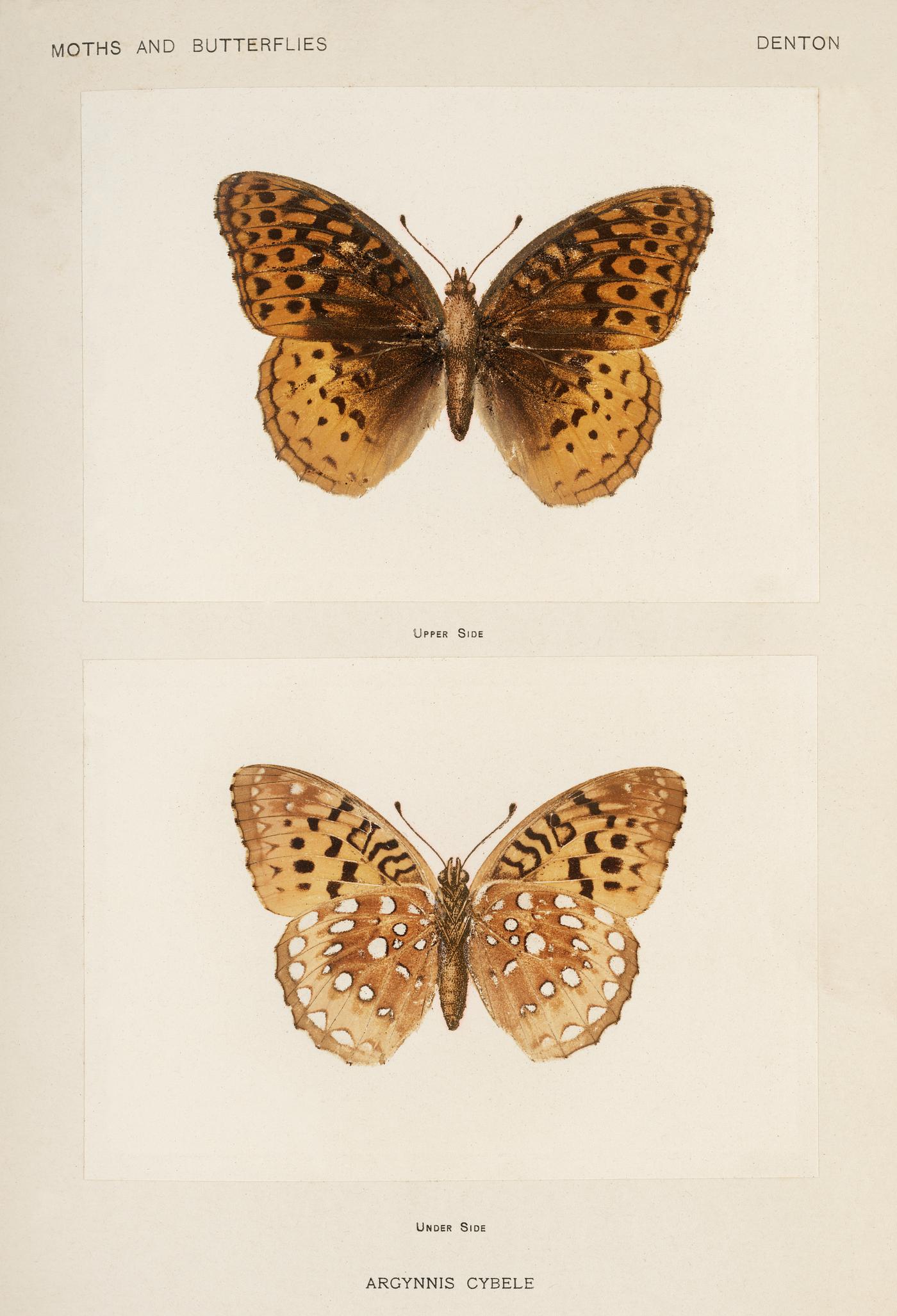 Great Spangled Fritillary (Argynnis Cybele) from Moths and butterflies of the United States (1900) by Sherman F. Denton (... Great Spangled Fritillary (Argynnis Cybele) from Moths and butterflies of the United States (1900) by Sherman F. Denton (...