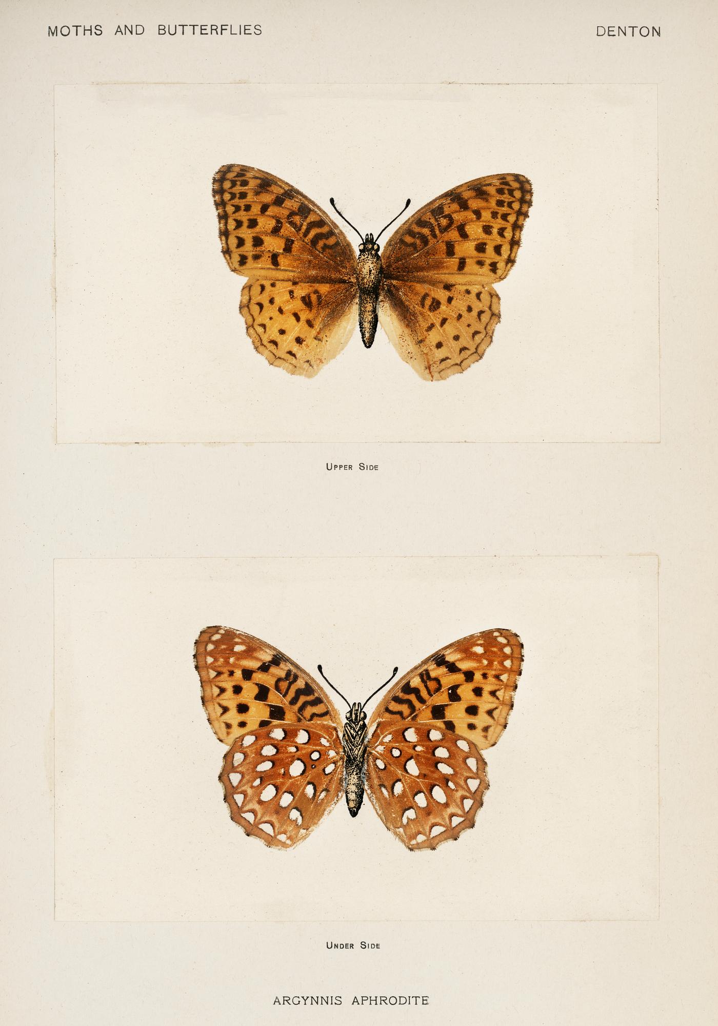 Aphrodite Fritillary (Argynnis Aphrodite) from Moths and butterflies of the United States (1900) by Sherman F. Denton (1856-... Aphrodite Fritillary (Argynnis Aphrodite) from Moths and butterflies of the United States (1900) by Sherman F. Denton (1856-...