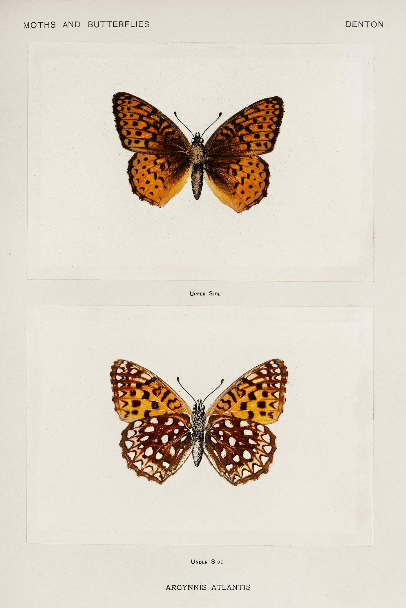 Atlantis Fritillary (Argynnis Atlantis) from Moths and butterflies of the United States (1900) by Sherman F. Denton (1856-... Atlantis Fritillary (Argynnis Atlantis) from Moths and butterflies of the United States (1900) by Sherman F. Denton (1856-...