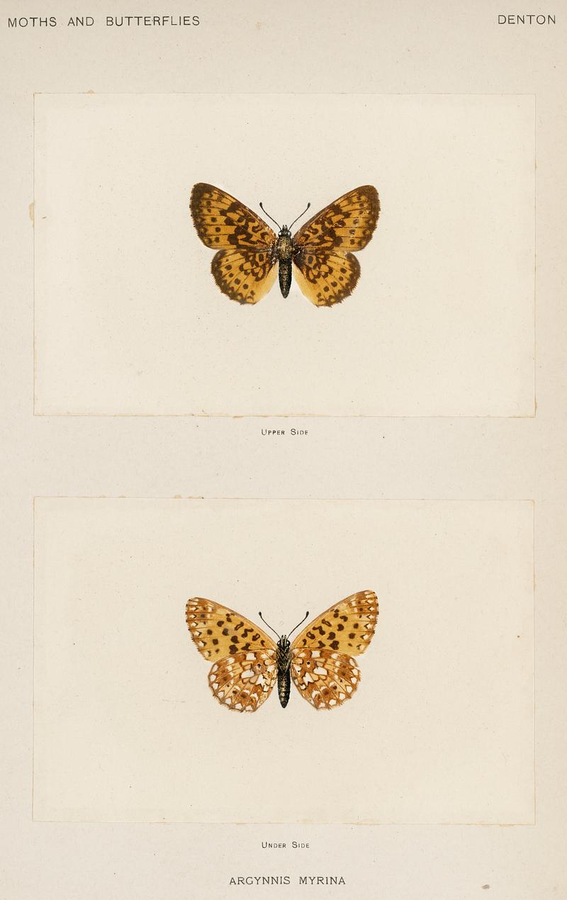 Silver-bordered Fritillary (Argynnis Myrina) from Moths and butterflies of the United States (1900) by Sherman F. Denton (1856-1937). Digitally enhanced from our own publication. Silver-bordered Fritillary (Argynnis Myrina) from Moths and butterflies of the United States (1900) by Sherman F. Denton…