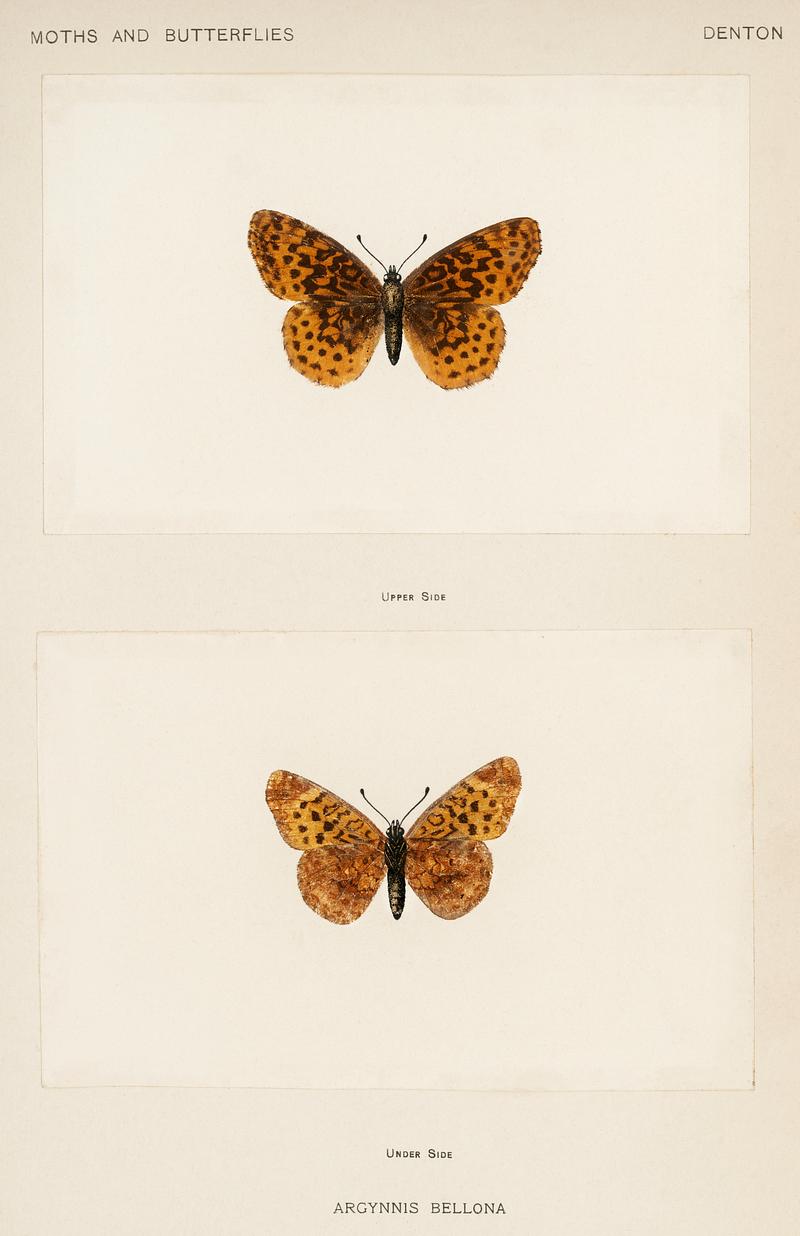 Meadow Fritillary (Argynnis Bellona) from Moths and butterflies of the United States (1900) by Sherman F. Denton (1856-1937). Digitally enhanced from our own publication. Meadow Fritillary (Argynnis Bellona) from Moths and butterflies of the United States (1900) by Sherman F. Denton (1856-1937).…