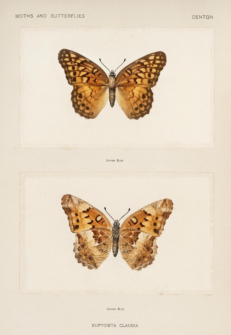 Variegated Fritillary (Euptoieta Claudia) from Moths and butterflies of the United States (1900) by Sherman F. Denton (1856-1937). Digitally enhanced from our own publication. Variegated Fritillary (Euptoieta Claudia) from Moths and butterflies of the United States (1900) by Sherman F. Denton (1856…