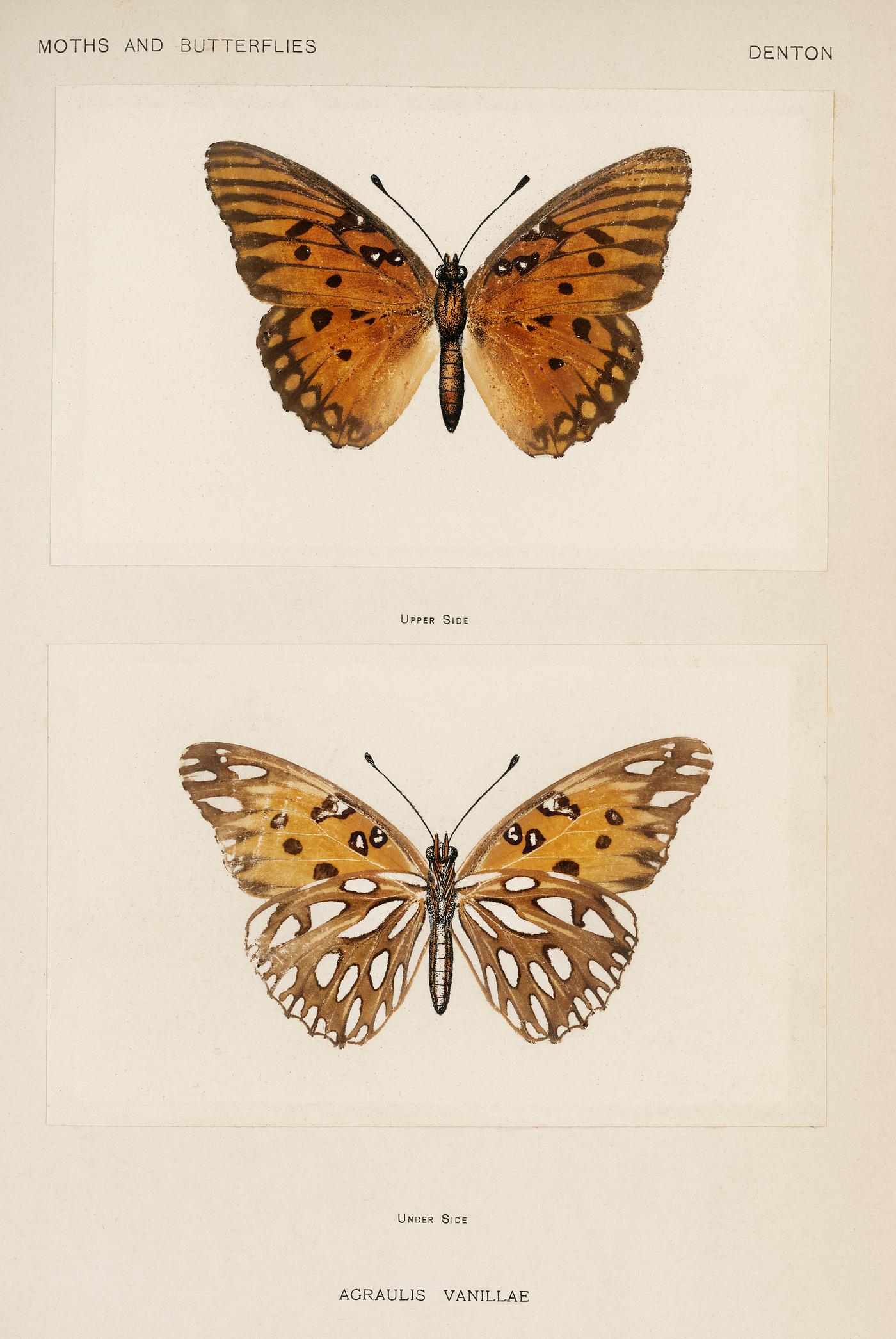 Gulf Fritillary (Agraulis Vanillae) from Moths and butterflies of the United States (1900) by Sherman F. Denton (1856-1937... Gulf Fritillary (Agraulis Vanillae) from Moths and butterflies of the United States (1900) by Sherman F. Denton (1856-1937...
